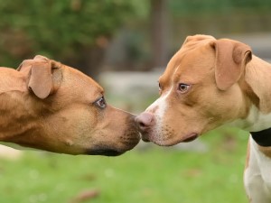 Leinenaggression: Zwei Hunde begegnen sich. Online Hundeschule mit Martin Rütter!