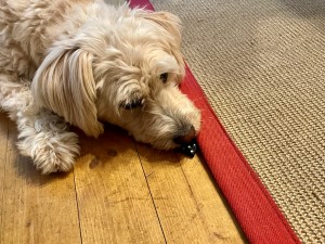 Hundetraining: Hund sucht kleine Gegenstände.