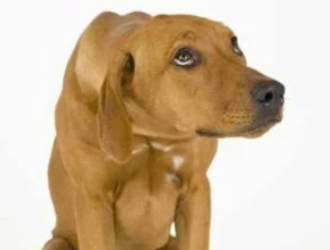 Hundewelpe blickt ängstlich hoch. Online Hundetraining für bessere Hundeerziehung.