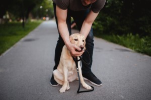 Hundetraining: Mann trainiert Labrador mit Leine. Online Hundeschule für besseres Verhalten.