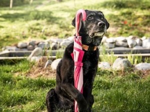 Schwarzer Labrador mit Regenschirm: Online Hundekurse für besseres Hundetraining.